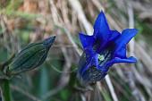 04_gentiana acaulis